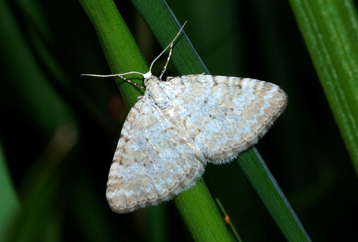 Geometridae da conf.